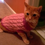 BuzzFeed_Cats_in_Sweaters_JESS3